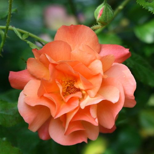 Rosa  Westerland® - oranžová - Stromkové růže, květy kvetou ve skupinkách - stromková růže s keřovitým tvarem koruny